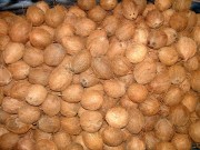 Galerie Kokusnuss öffnen